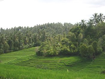oiF57/Bali-Cafe[oJtF]