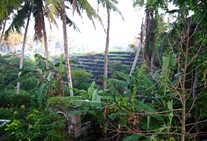 oiF98/Bali-Cafe[oJtF]